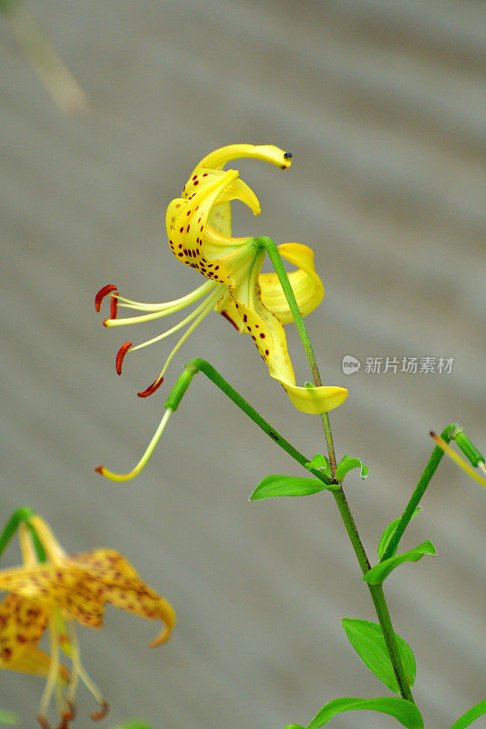 百合/虎百合花